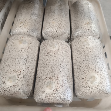 金耳菌种包发芽的。