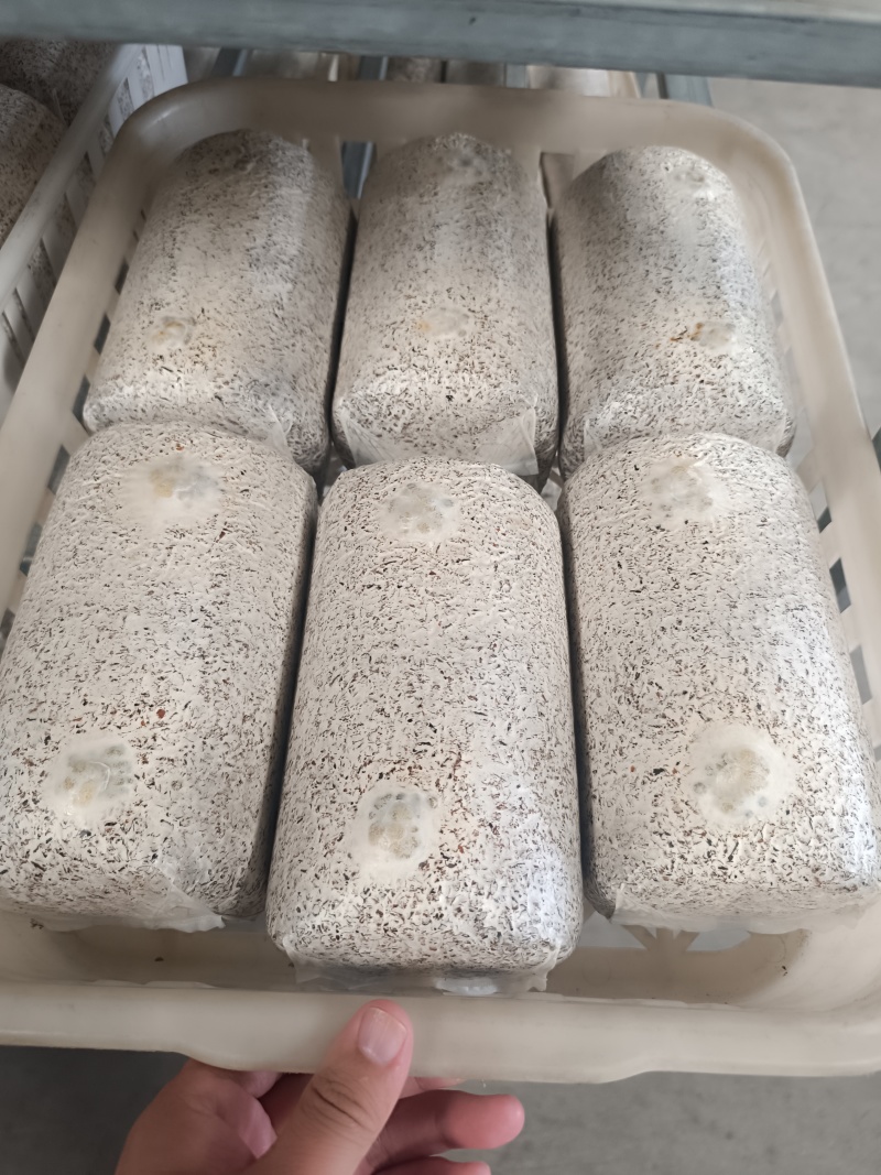 金耳菌种包发芽的。