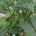 富硒青椒