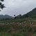 富硒青椒