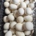 鲜鹅蛋！最小2两半，大的3两往上