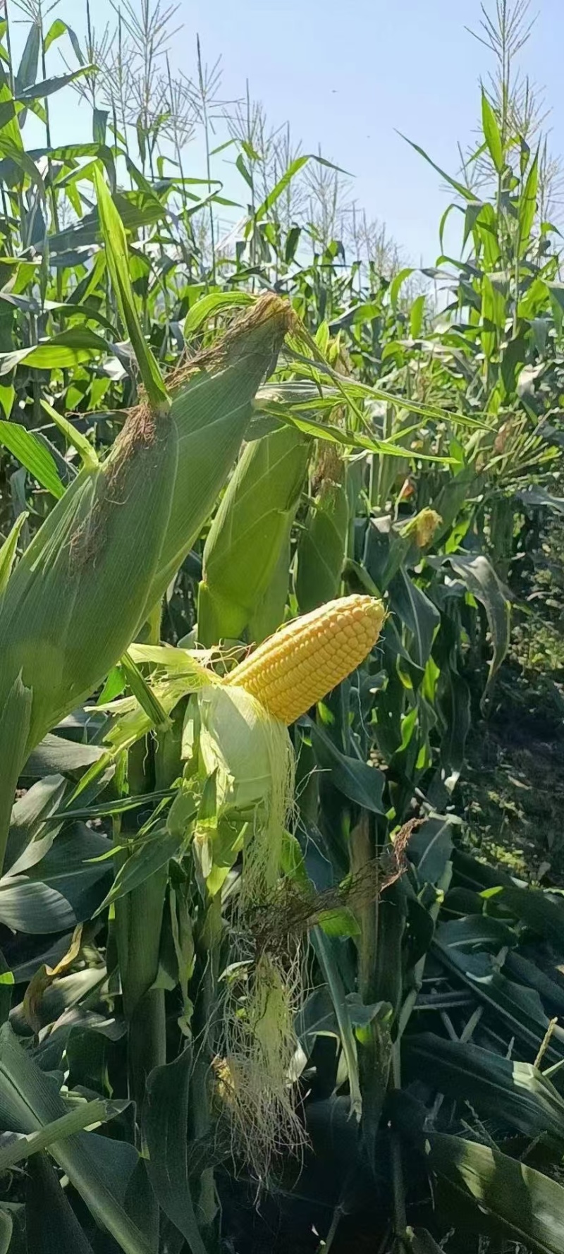 鲜食玉米