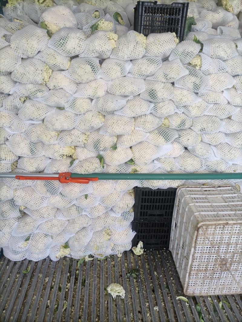 品有机松花