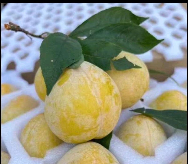 黄金奈李