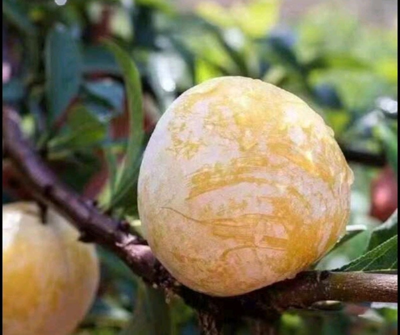黄金奈李