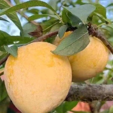黄金奈李
