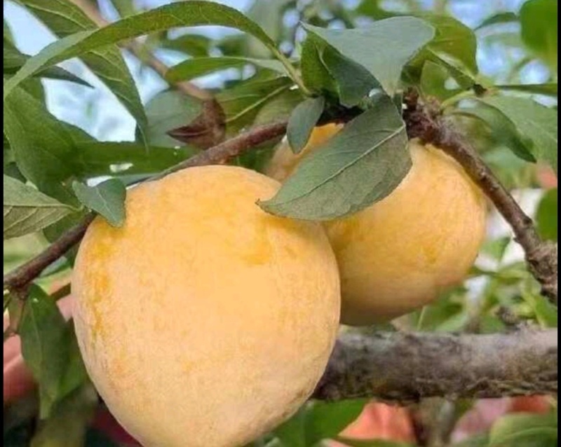黄金奈李
