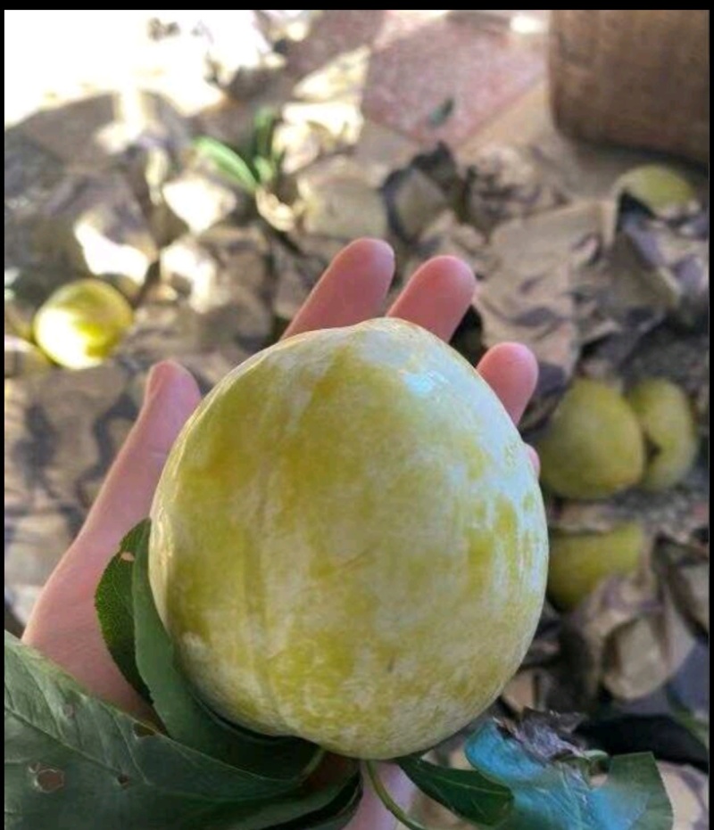 黄金奈李