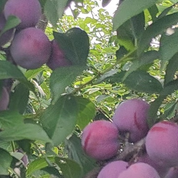 本地脱骨李大量批发***********