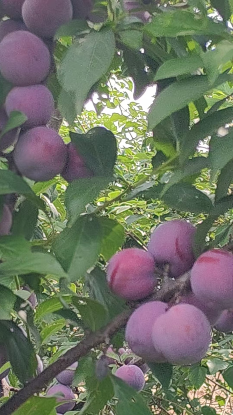 本地脱骨李大量批发***********