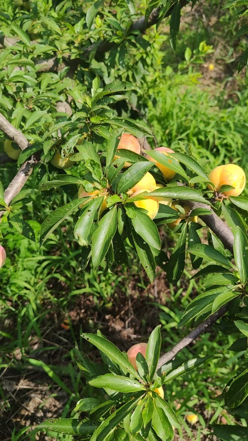 本地脱骨李大量批发***********