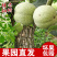 2025年青皮新鲜核桃湿核桃带皮皮薄皮整箱绿皮孕妇