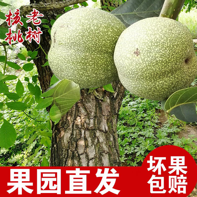 2025年青皮新鲜核桃湿核桃带皮皮薄皮整箱绿皮孕妇