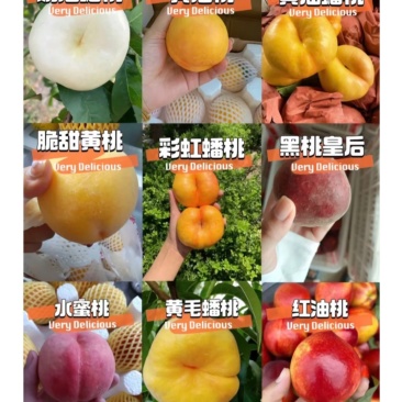 蒙阴蜜桃