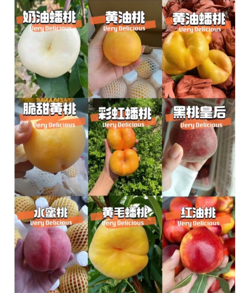 蒙阴蜜桃