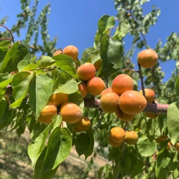 新疆伊犁正宗吊干杏