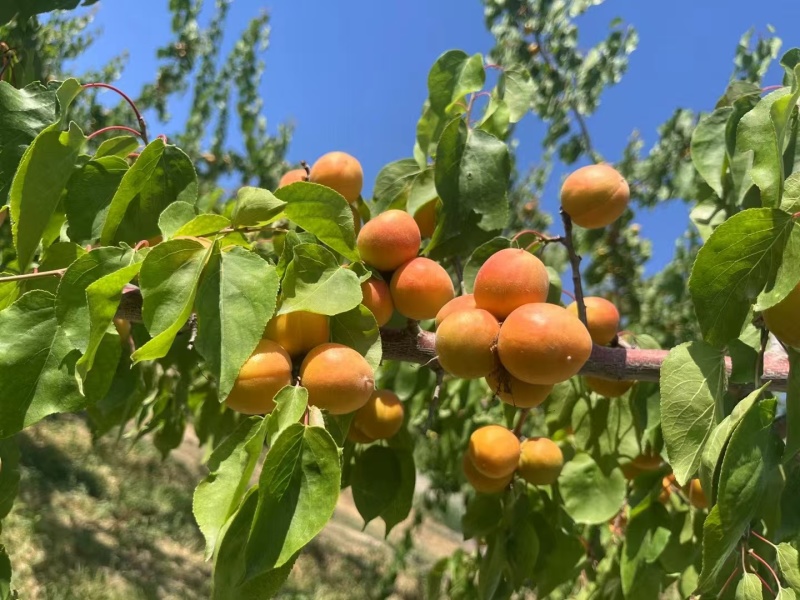 新疆伊犁正宗吊干杏