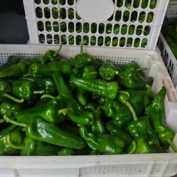 青辣椒.