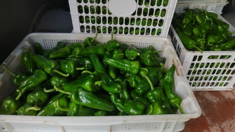 青辣椒.