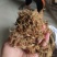 合欢花