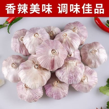山东金乡大蒜