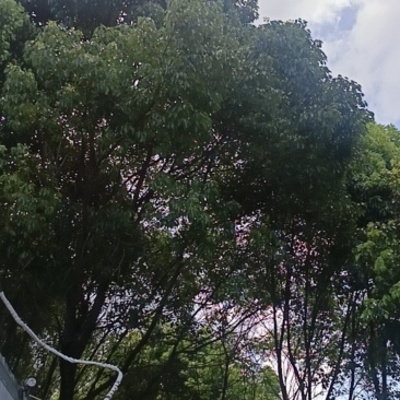 樟树地苗