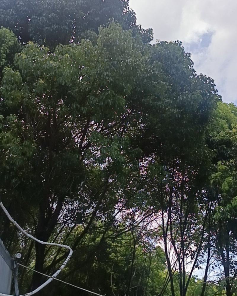 樟树地苗