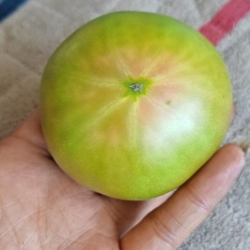 铁皮草莓柿子
