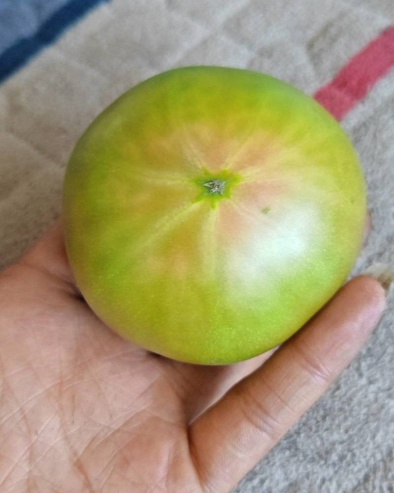 铁皮草莓柿子