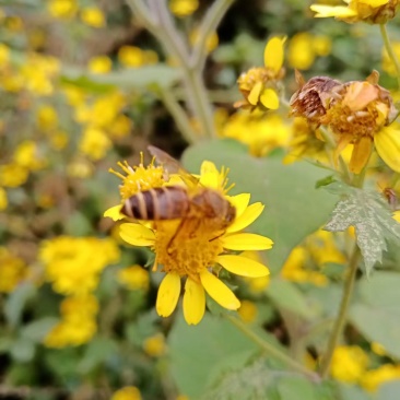 农家自产百花土蜂蜜，一年采一次，蜂蜜纯正，质量保证