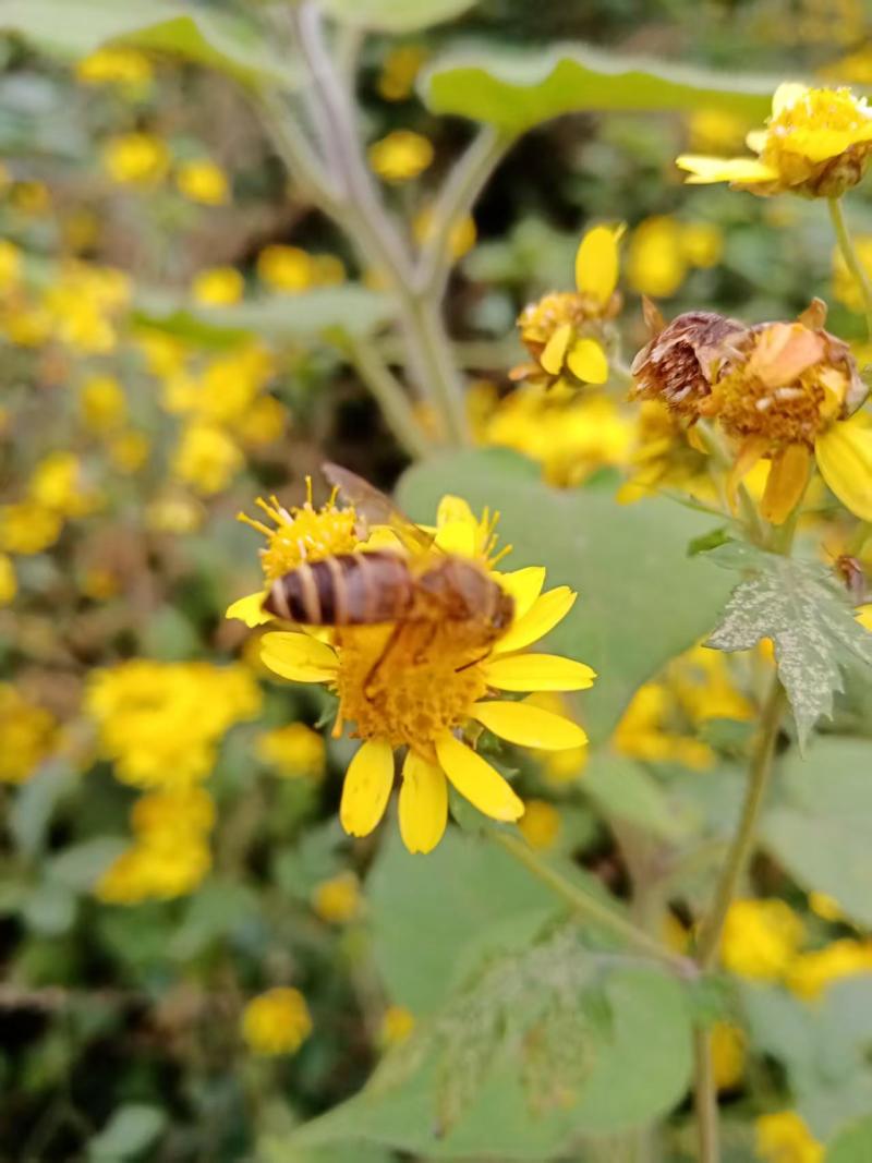 农家自产百花土蜂蜜，一年采一次，蜂蜜纯正，质量保证