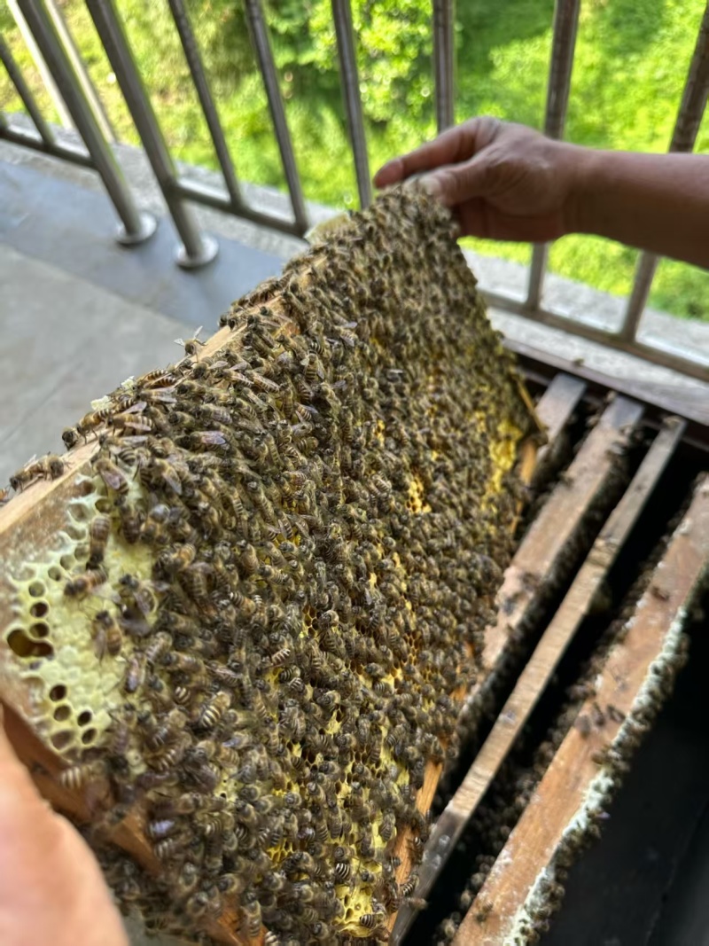 农家自产百花土蜂蜜，一年采一次，蜂蜜纯正，质量保证