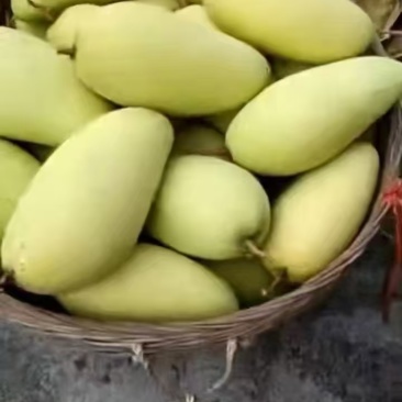 金黄芒果