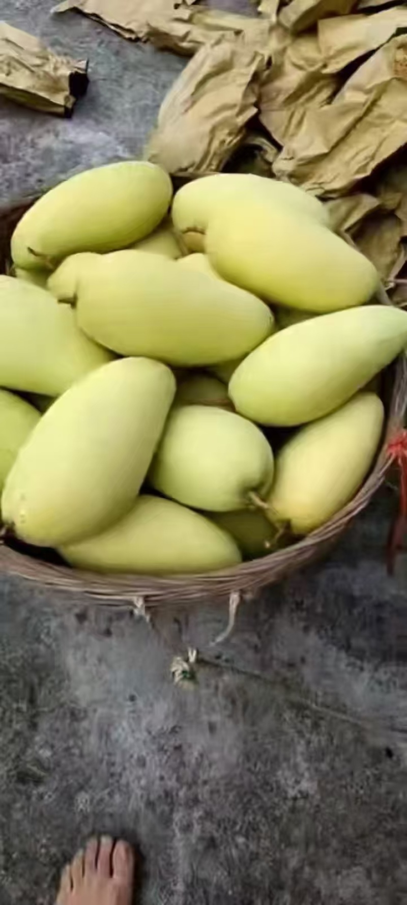 金黄芒果
