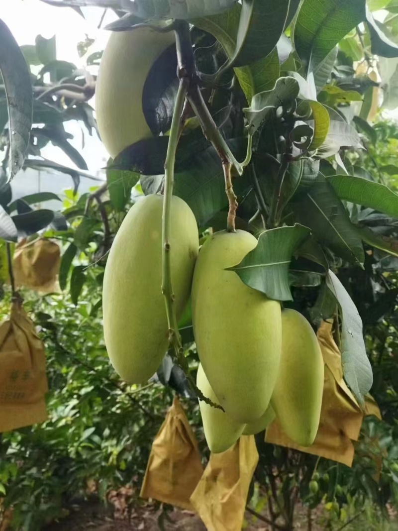金黄芒果