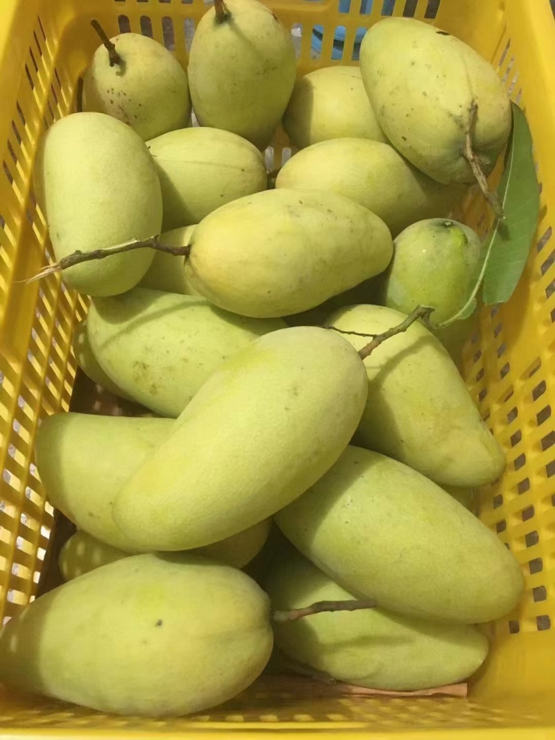 金黄芒果