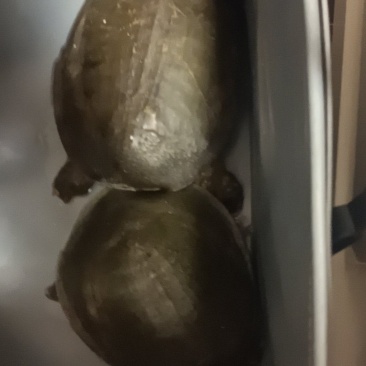 甲鱼
