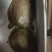 甲鱼