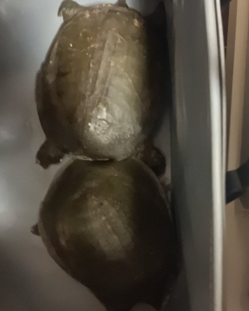 甲鱼
