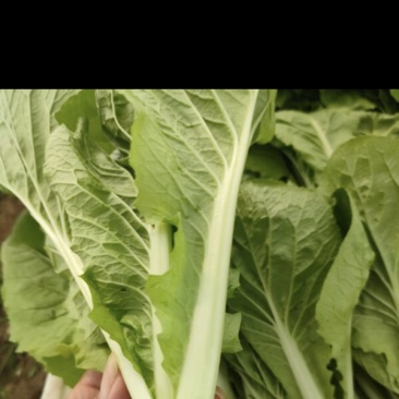 合肥本地毛白菜