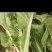 合肥本地毛白菜
