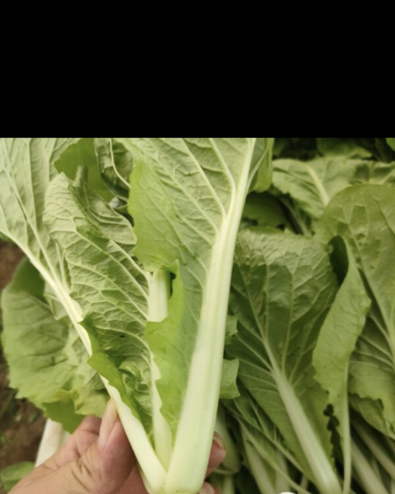 合肥本地毛白菜
