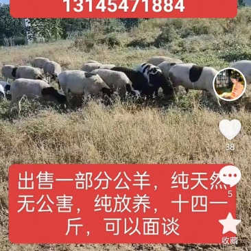 卖羊🐏绵阳