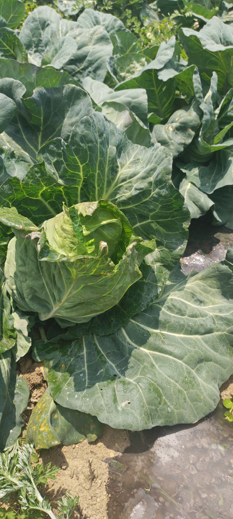 昭通牛心甘蓝