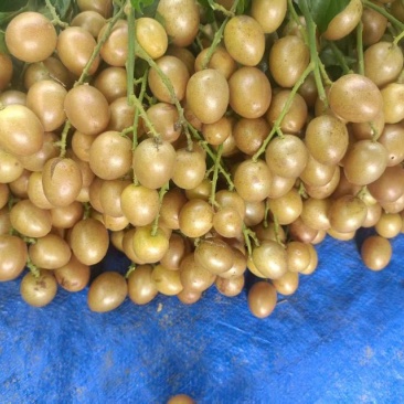 黄皮果，次果，果粒