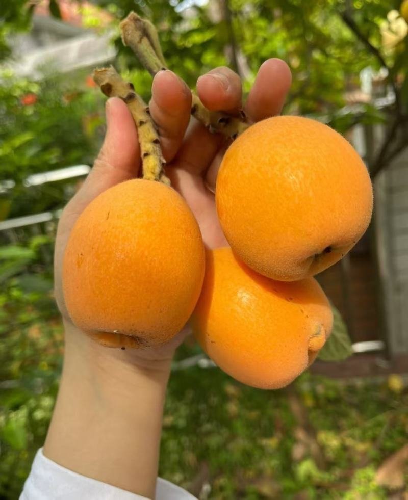 大五星枇杷