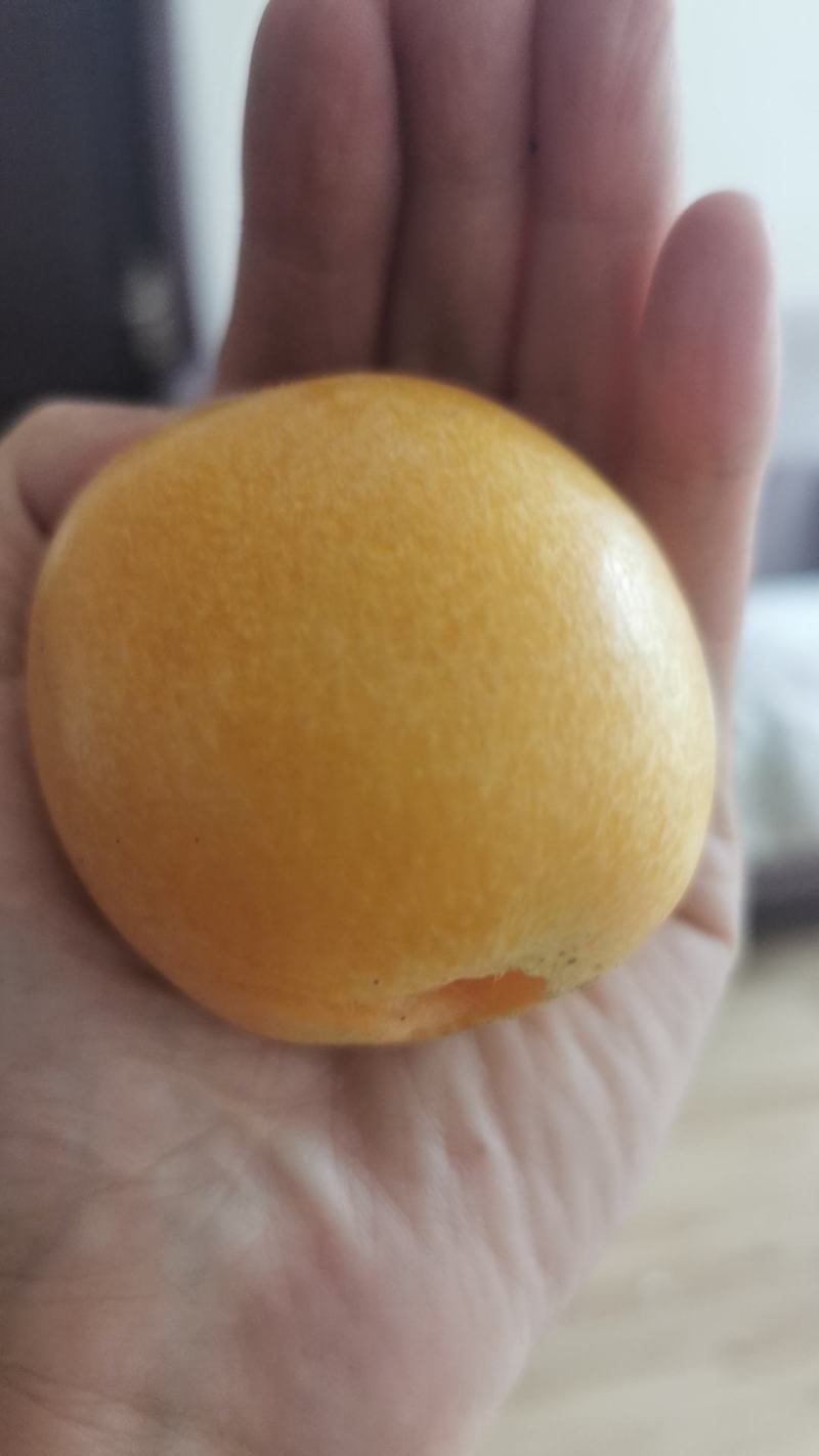 大五星枇杷
