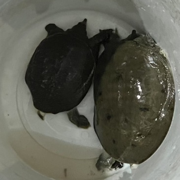 甲鱼一大一小河沟货哦活跃度超高
