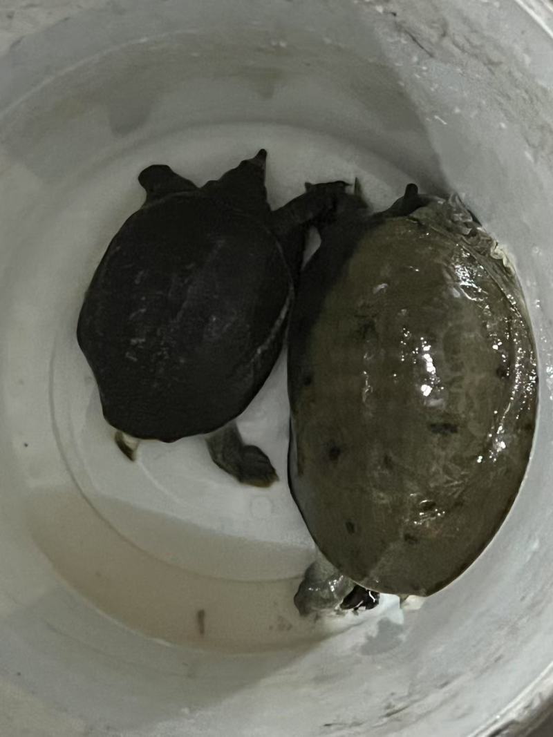甲鱼一大一小河沟货哦活跃度超高
