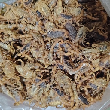 蝎子